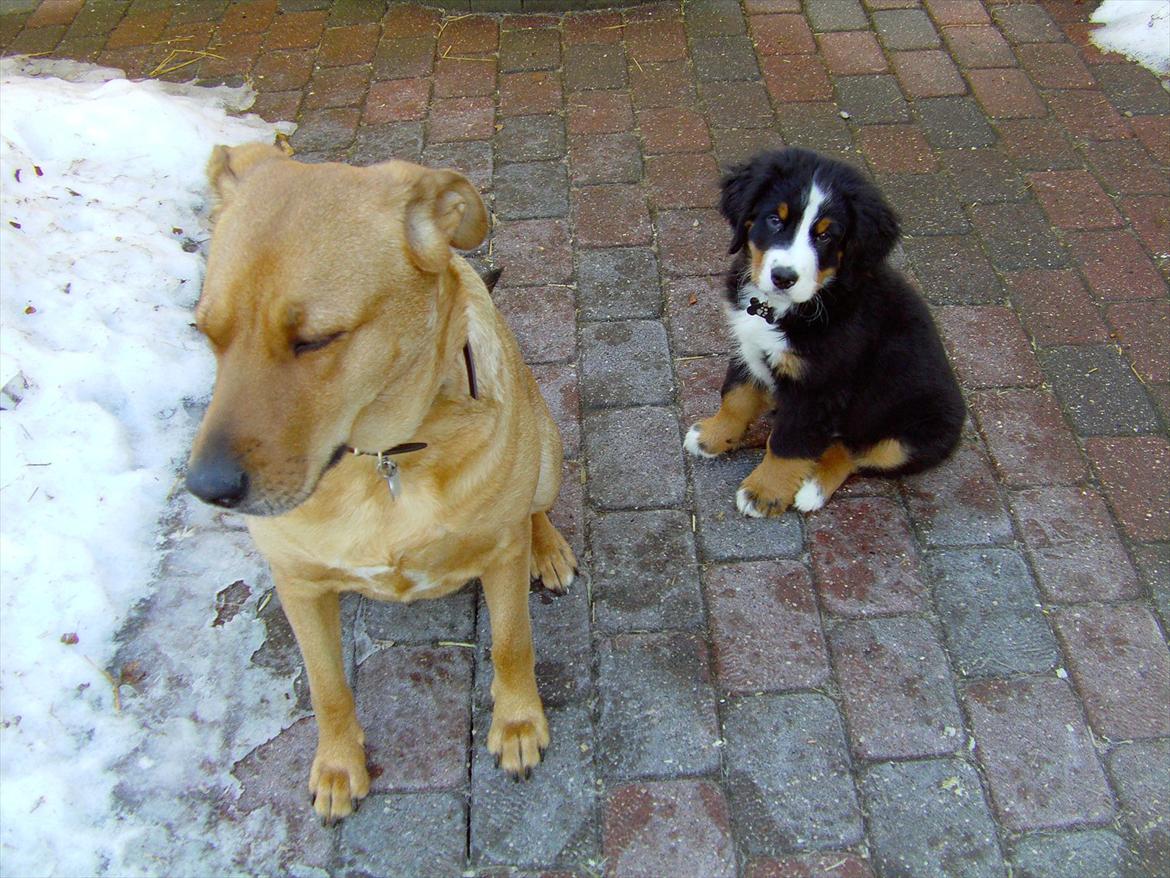 Berner sennenhund Royale Bernese Aladdin (Balder) - Balder og Zenta.. Hans bedste lege kammerat i dag :D  billede 17