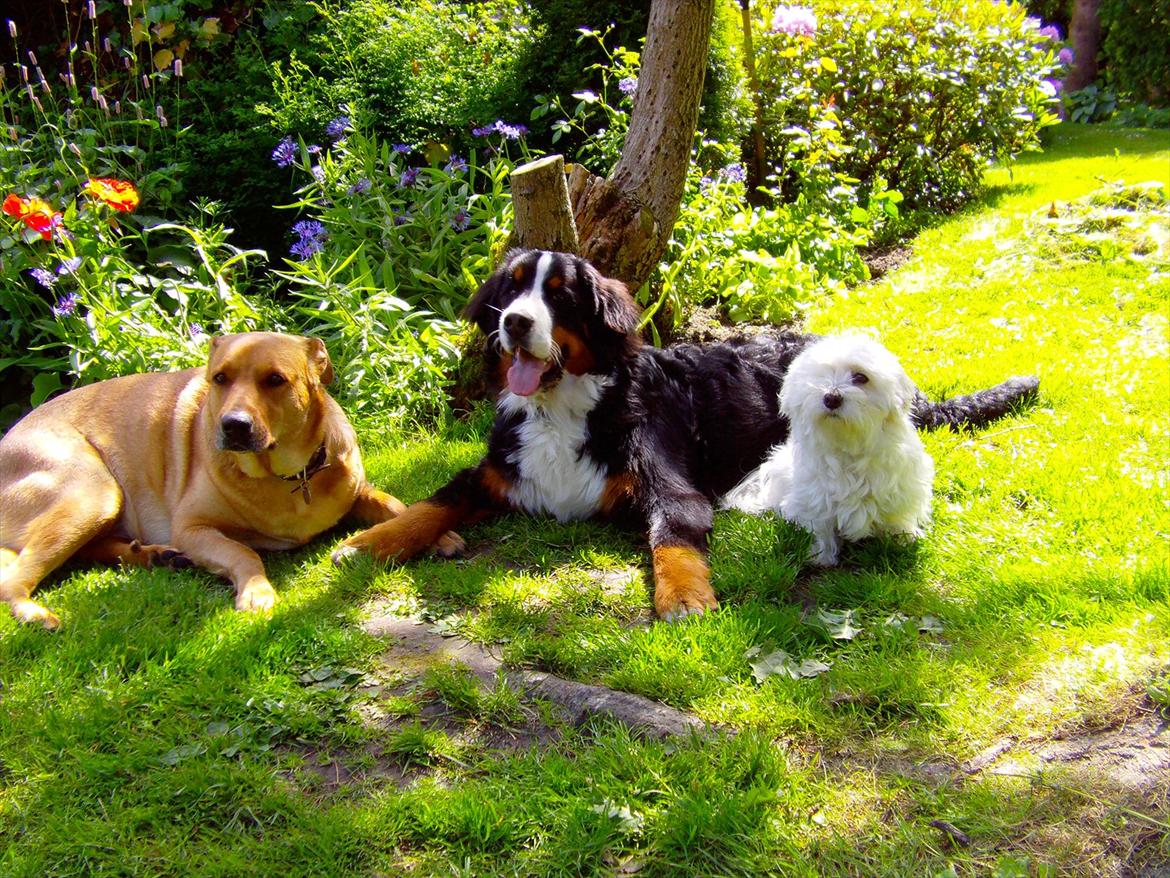 Berner sennenhund Royale Bernese Aladdin (Balder) - Zenta, Balder og Banja :D
I en varm sommerdag, i haven :) billede 9