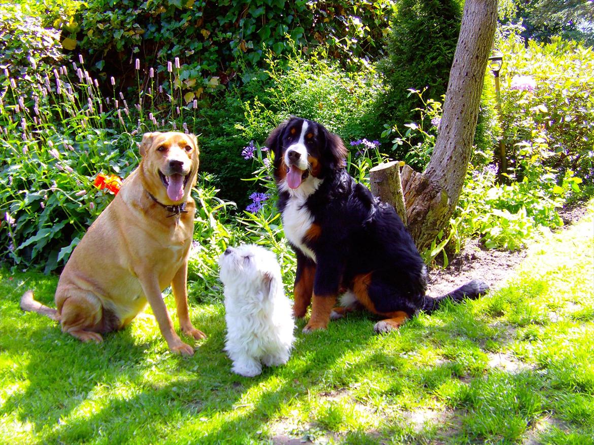 Berner sennenhund Royale Bernese Aladdin (Balder) - Zenta, Banja og Balder ..
En varm sommerdag :D billede 10