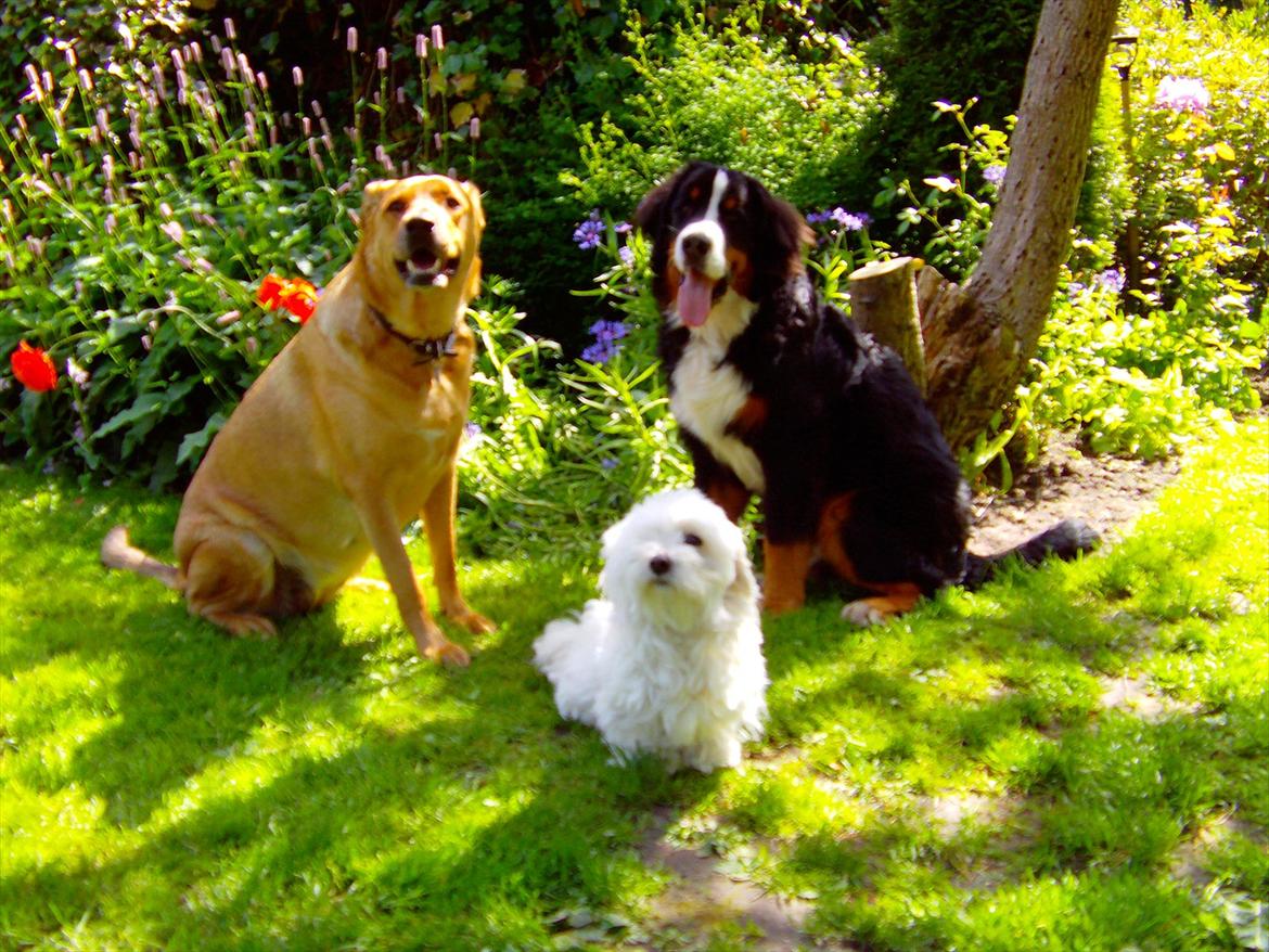 Berner sennenhund Royale Bernese Aladdin (Balder) - De tre mest fantastiske hunde !! :D 
En varm sommerdag i haven.. :)  billede 5