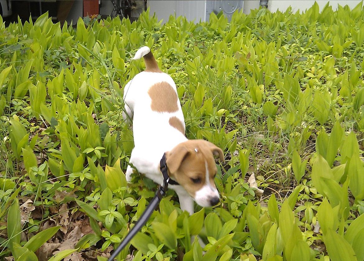 Blanding af racer Cocio - Tumler i forhaven. 8 uger. billede 13