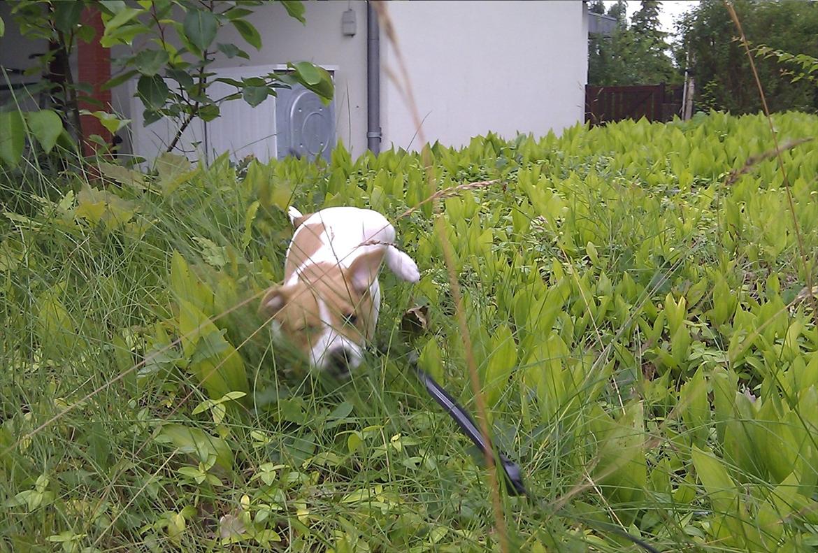 Blanding af racer Cocio - Tumler i forhaven. 8 uger. billede 14