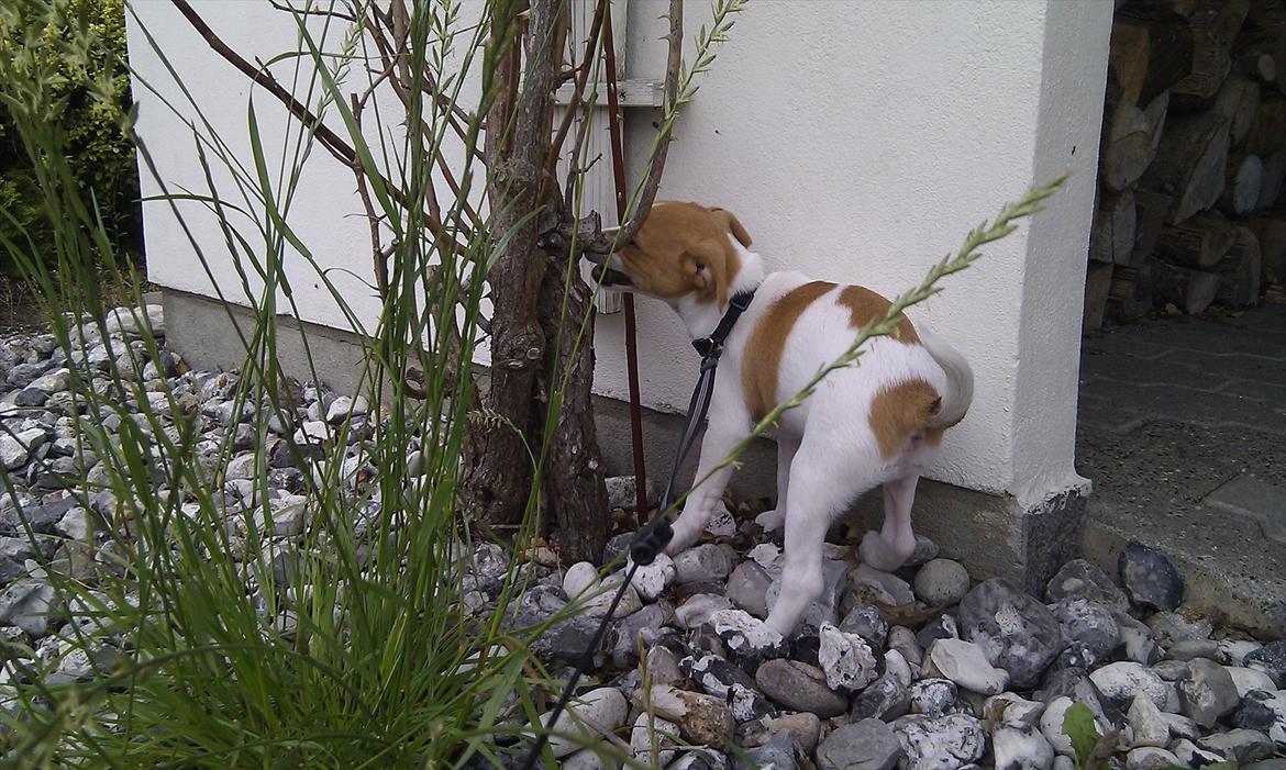 Blanding af racer Cocio - Gnaver i rosentræet ved garagen. 8 uger. billede 15