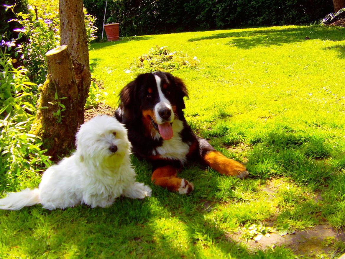 Berner sennenhund Royale Bernese Aladdin (Balder) - Banja og Balder i haven på en sommerdag .. :D  billede 18