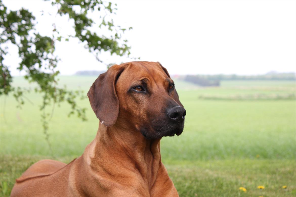 Rhodesian ridgeback (Bhara Bhara) Zibonille - 1. Er hun ikke bare smuk?? :D <3 
Billede: taget af mig  billede 1