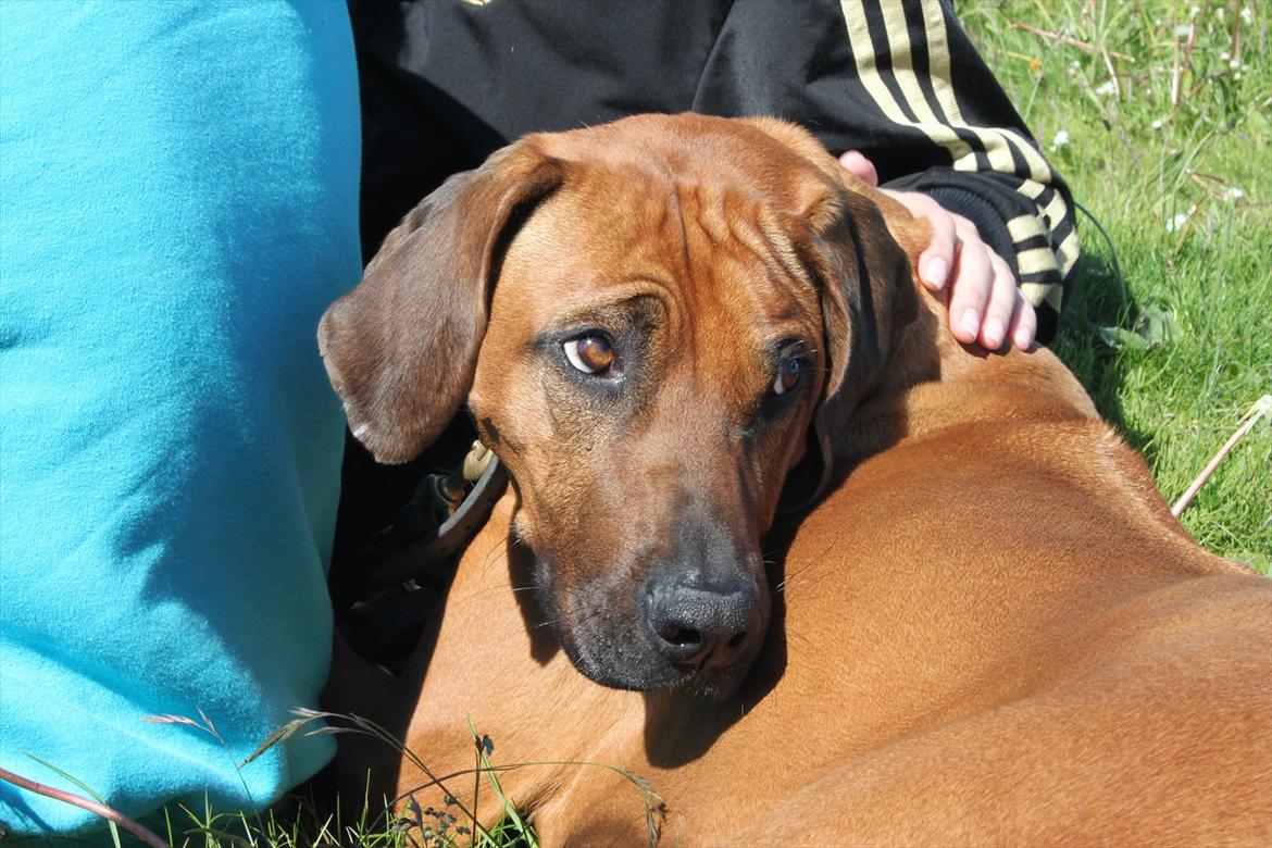 Rhodesian ridgeback (Bhara Bhara) Zibonille - 10. Zibo ligger rigtig og hygger sig. :D 
Billede: taget af mig  billede 9