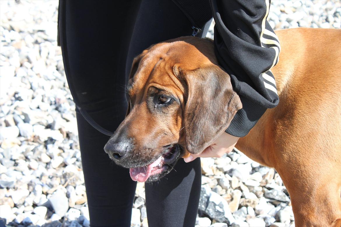 Rhodesian ridgeback (Bhara Bhara) Zibonille - 6. Smukke hund. :D 
Billede: taget af mig  billede 5