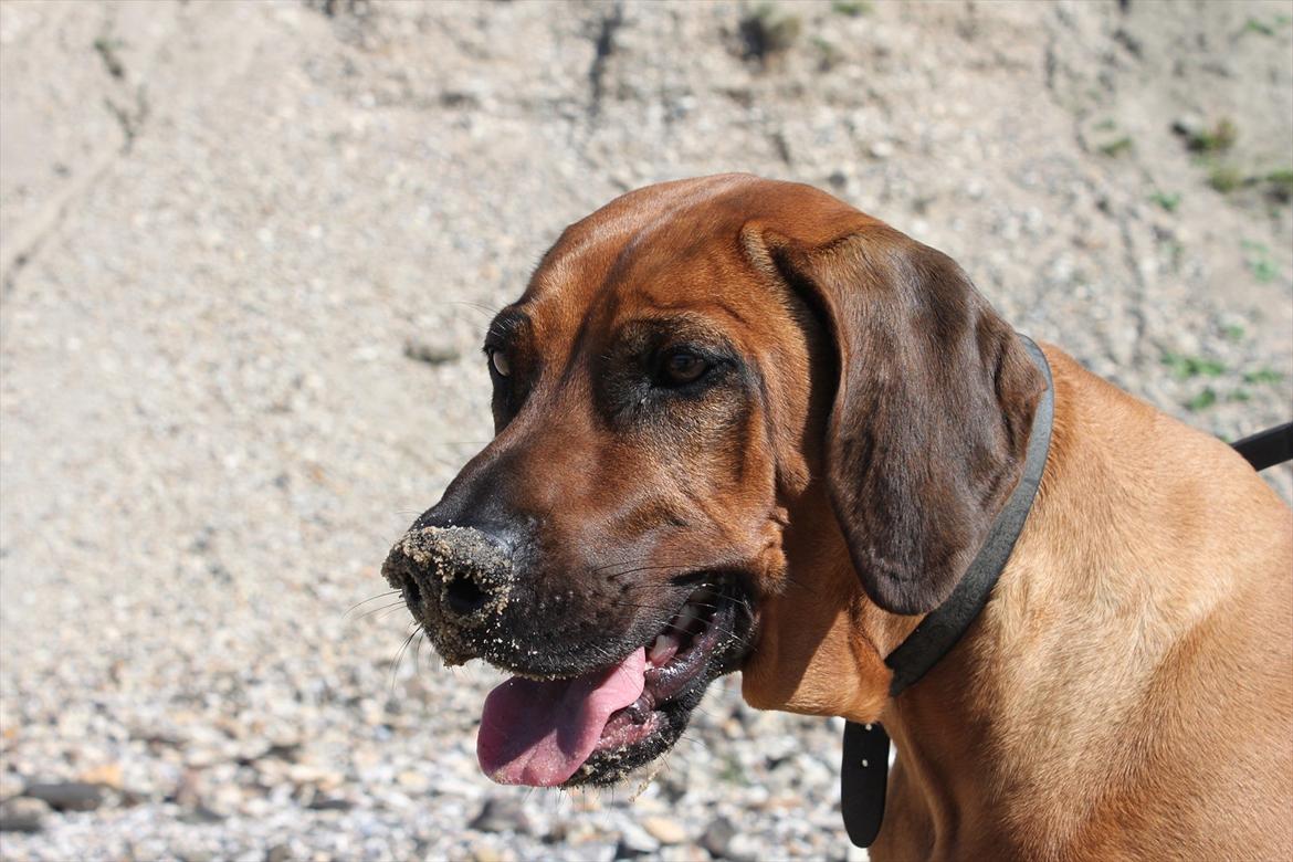 Rhodesian ridgeback (Bhara Bhara) Zibonille - 3. hehe Zibo synes det var hundesjovt, at spæne rundt, og grave nogen huller.. :D 
Billede: taget af mig  billede 4