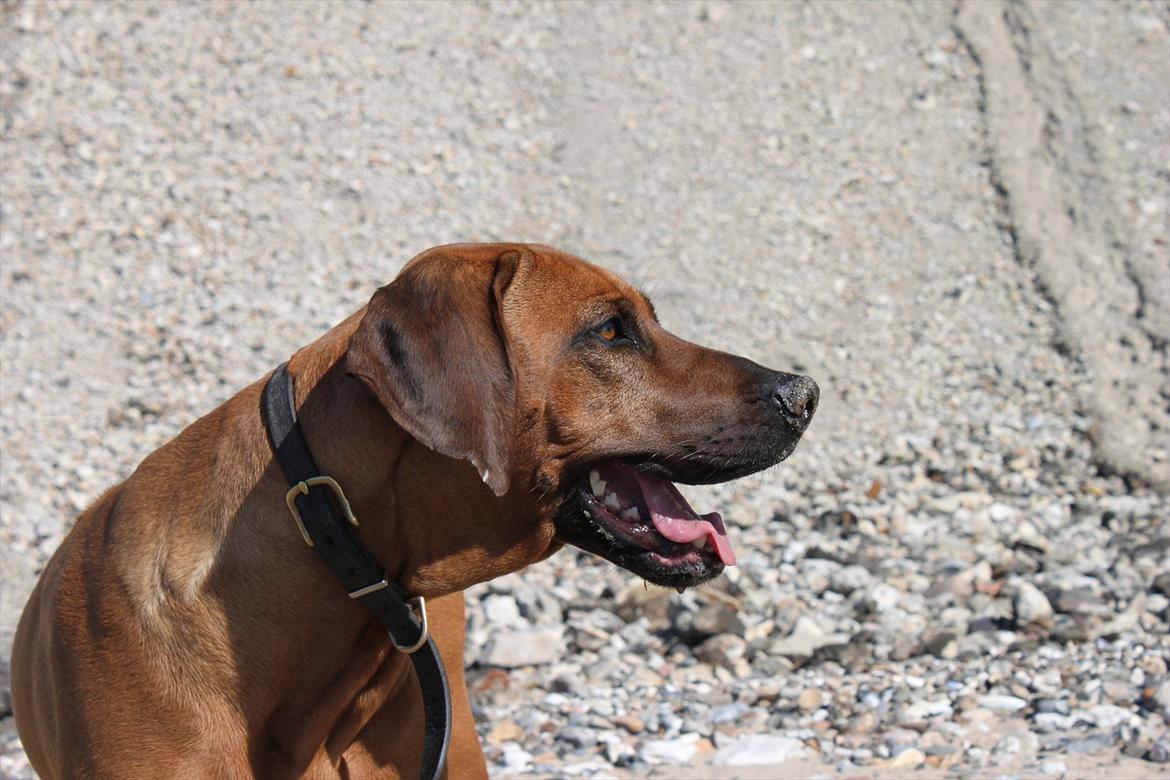 Rhodesian ridgeback (Bhara Bhara) Zibonille - 11. DET VARMT!!
Billede: taget af mig  billede 10