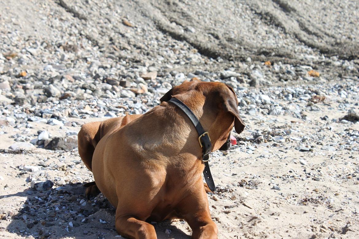 Rhodesian ridgeback (Bhara Bhara) Zibonille - 9. Ej man' hvad er det?? :D 
Billede: taget af mig  billede 8