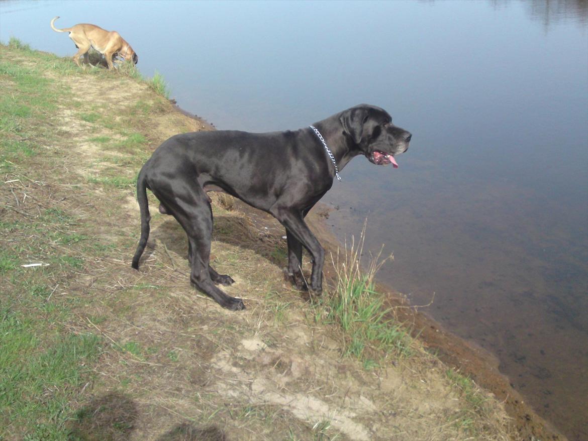 Grand danois Tyson <3  - 64 kg - 21 kg tungere end da vi overtog ham :) 4 år..  billede 1