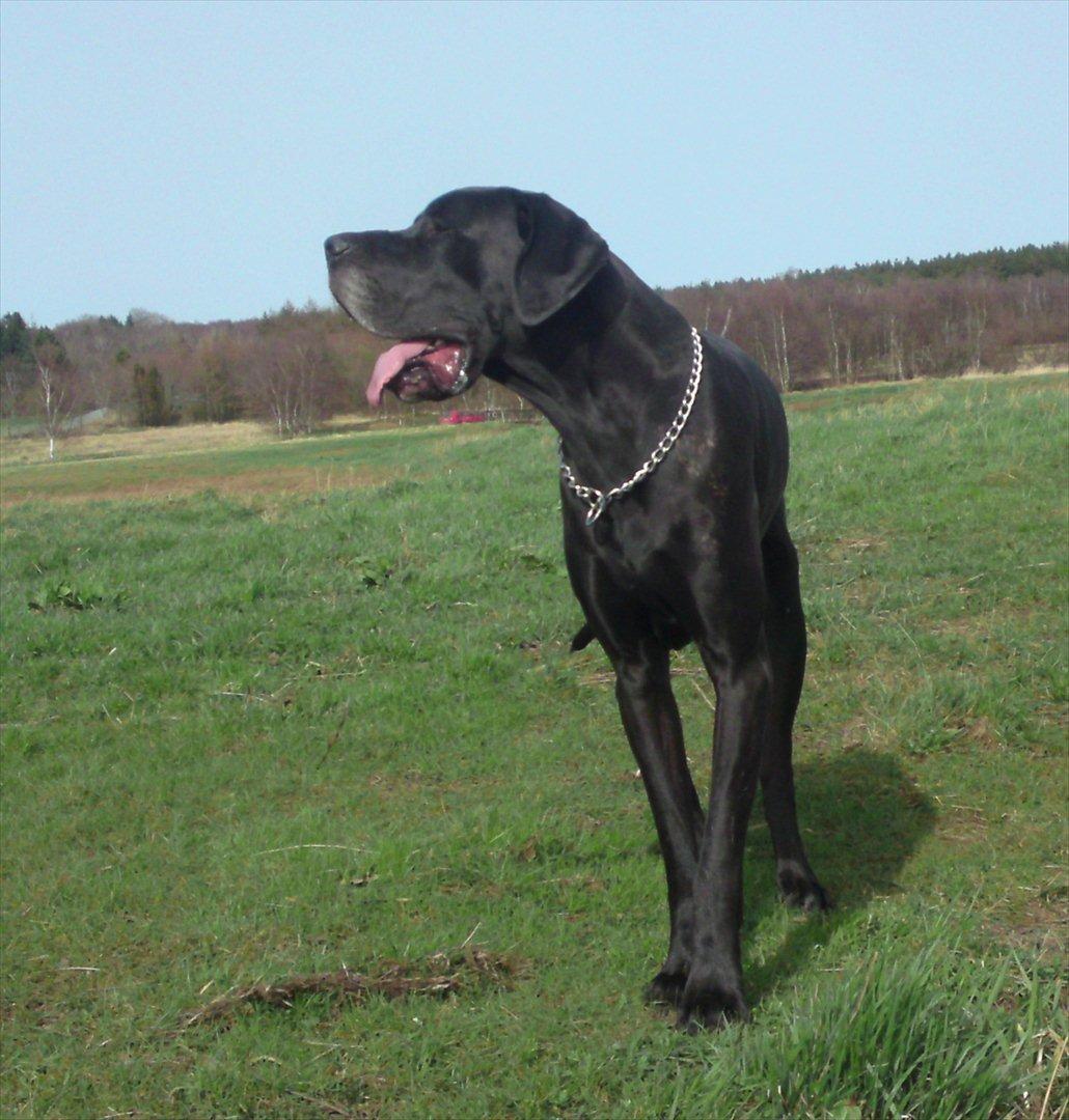 Grand danois Tyson <3  - Smukke.. billede 20