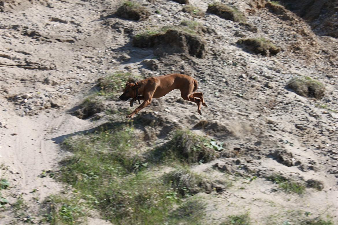 Rhodesian ridgeback (Bhara Bhara) Zibonille - 8. HOP!!!!! 
Billede: taget af mig  billede 7