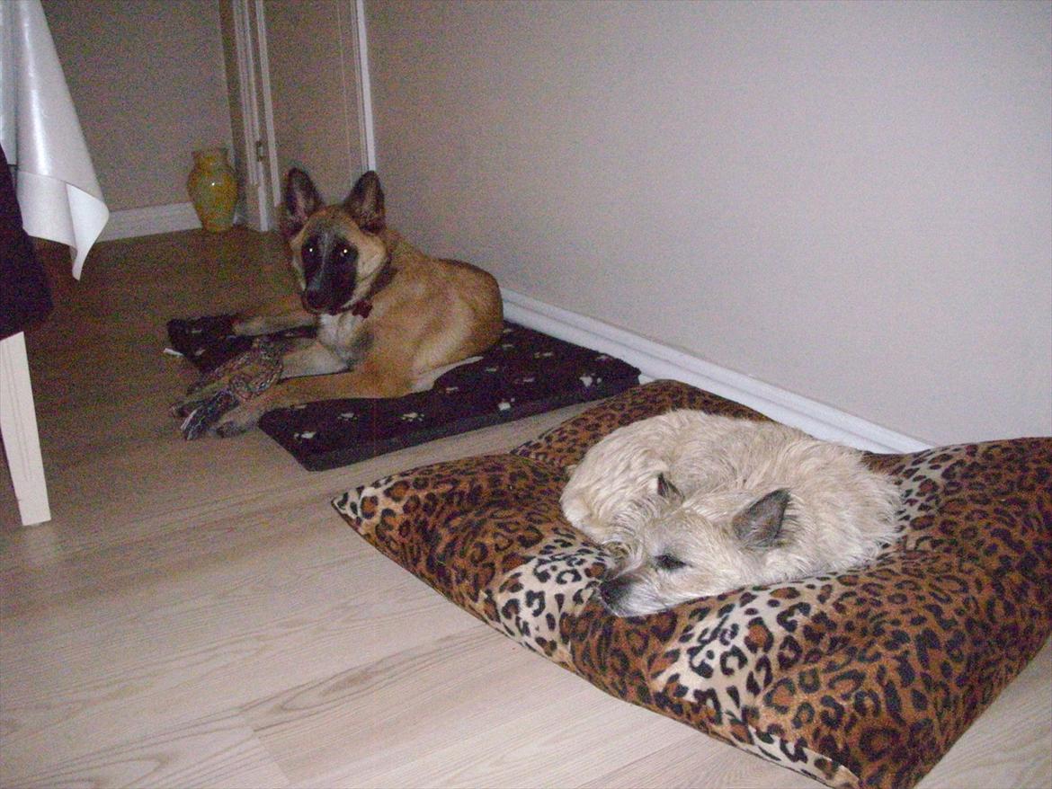 Belgisk hyrdehund Aya billede 13