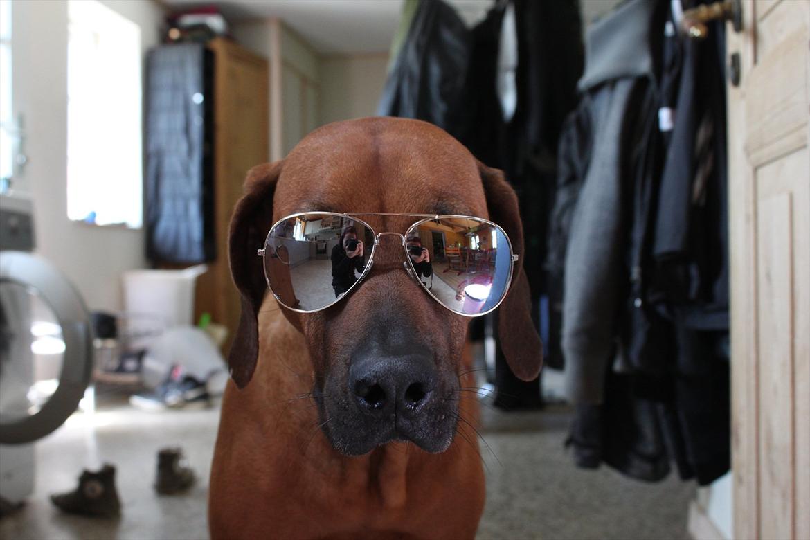 Rhodesian ridgeback (Bhara Bhara) Zibonille - 13. Zibo er mega straight. :D 
Billede: taget af mig  billede 12