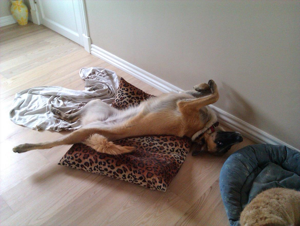 Belgisk hyrdehund Aya billede 14