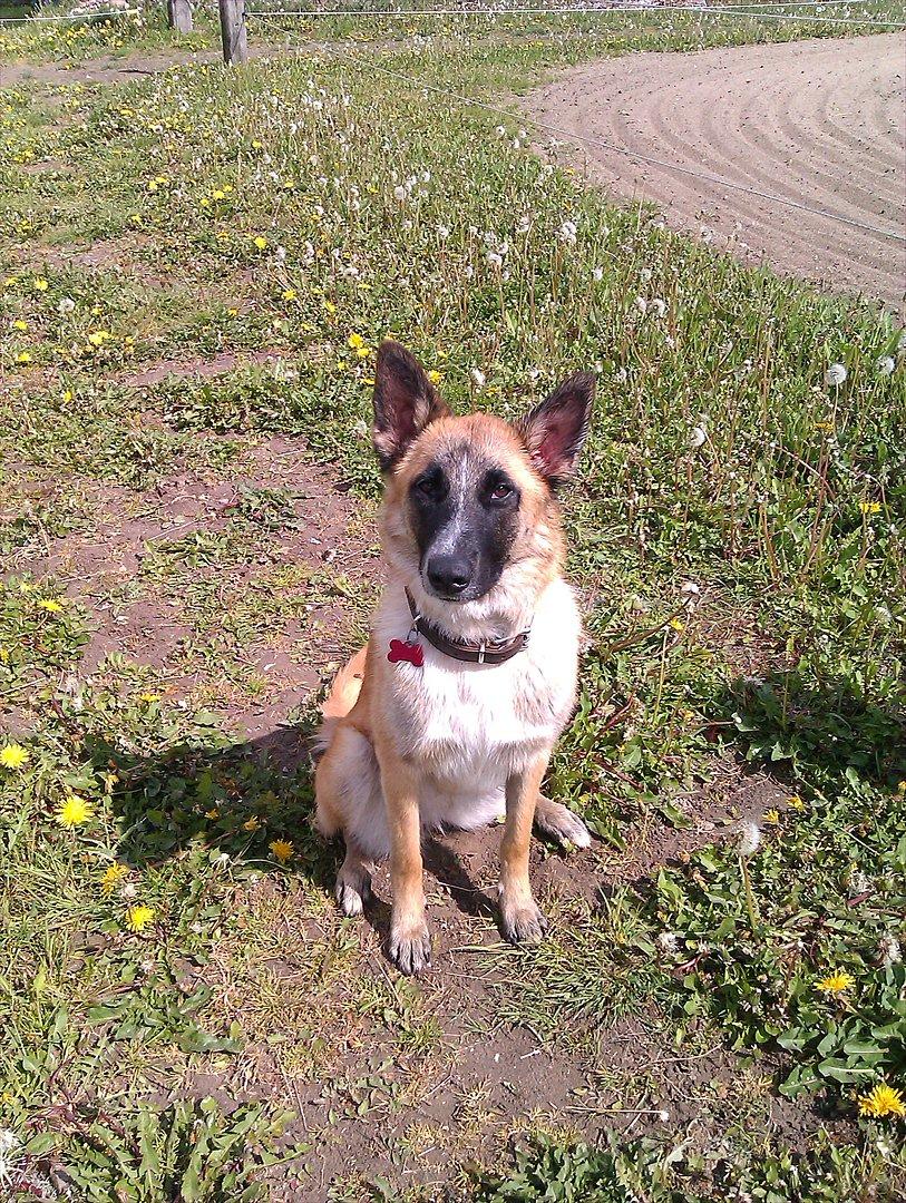 Belgisk hyrdehund Aya billede 15