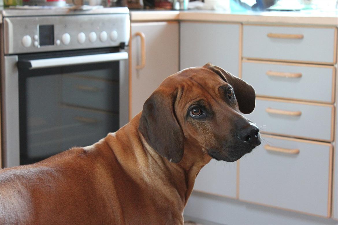 Rhodesian ridgeback (Bhara Bhara) Zibonille - 20.  Zibo siger tak fordi du kiggede forbi hendes profil. :D 
Billede: taget af mig  billede 18