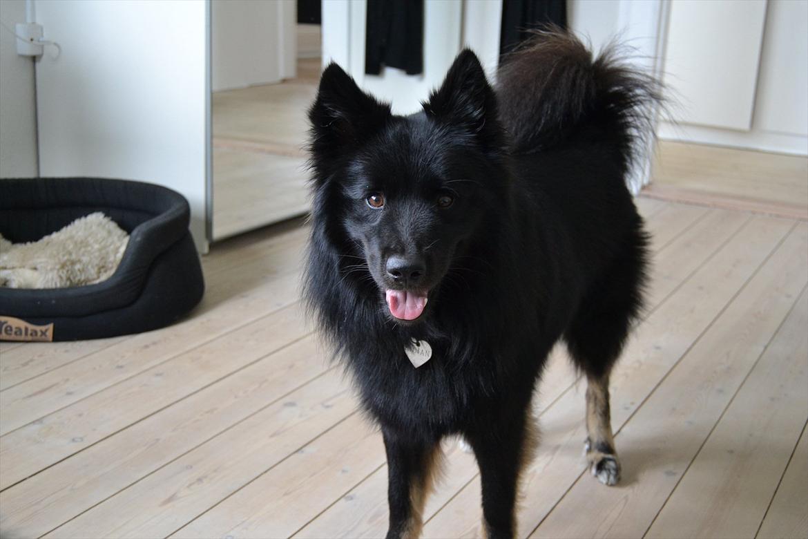 Islandsk fårehund TOFTEDALS KILJAN  ! <3 min bedste ven :')   - Velkommen til Kiljans profil ! :') 

Min bedste ven ! <3
 billede 1