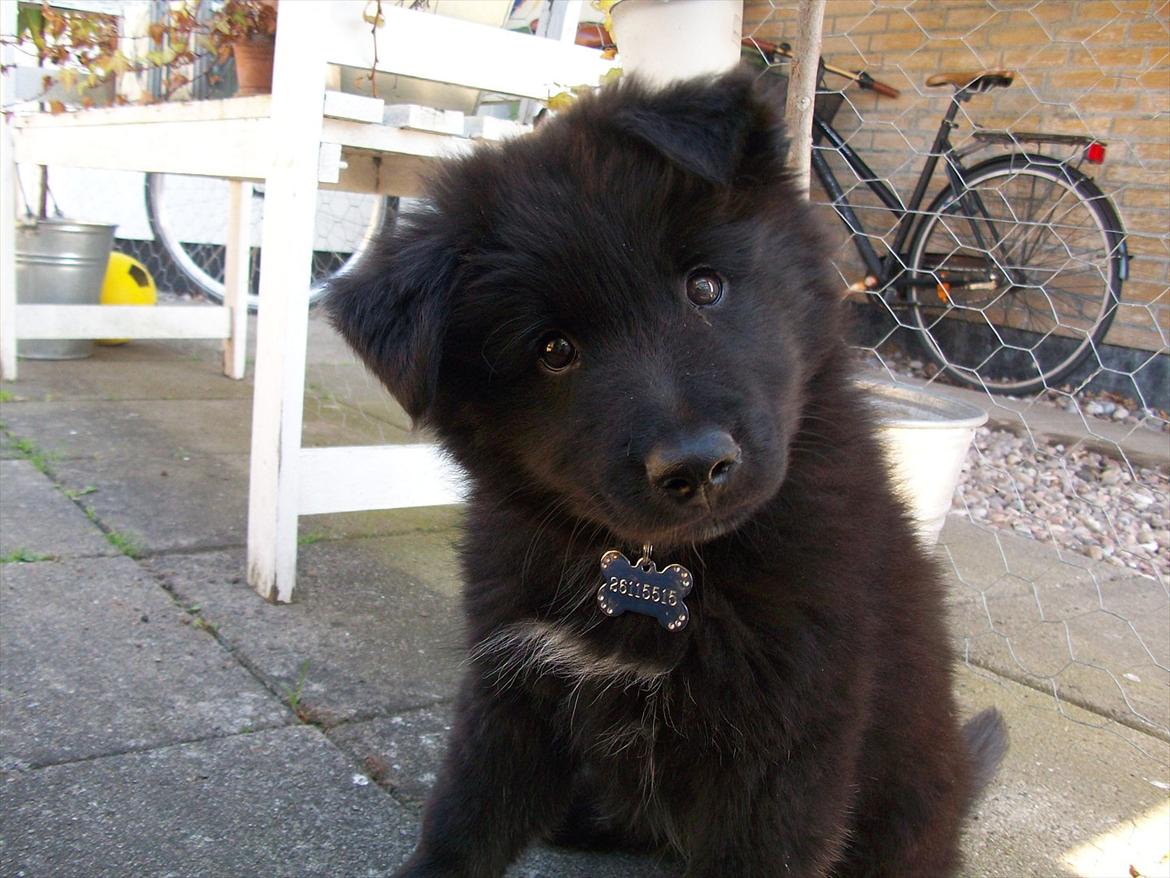 Islandsk fårehund TOFTEDALS KILJAN  ! <3 min bedste ven :')   - Musiii ! :') 

Ja, rovdyret har faktisk været sød engang ! <3 
8 uger og første dag i sit nye hjem :')  billede 6