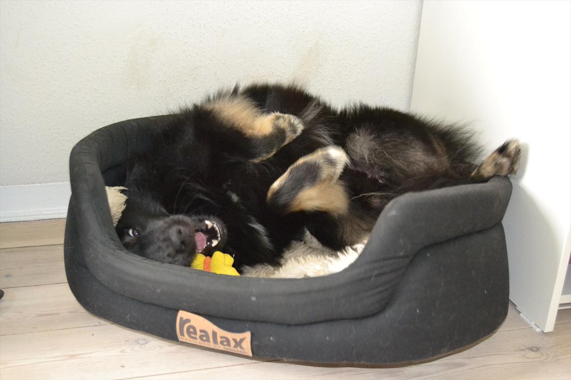 Islandsk fårehund TOFTEDALS KILJAN  ! <3 min bedste ven :')   - Rovdyret ! :')  billede 4