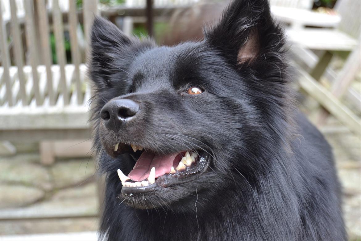 Islandsk fårehund TOFTEDALS KILJAN  ! <3 min bedste ven :')   - Mit smukke rovdyr ! :') 

Alt hvad jeg behøver er dig !!  billede 5