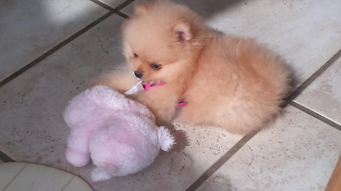 Pomeranian Malekits Lily Lola - Lily 7 uger  billede 3