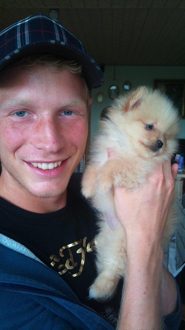 Pomeranian Malekits Lily Lola - min kæreste Heine og Lily pigen.  billede 4