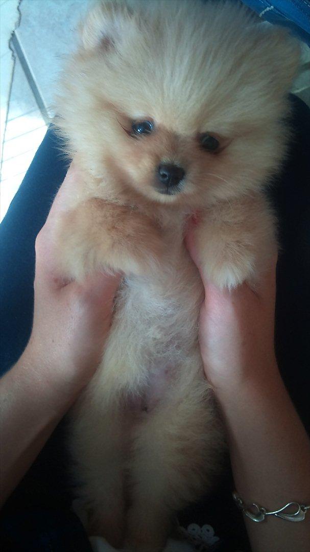 Pomeranian Malekits Lily Lola - Lily 7 uger billede 5