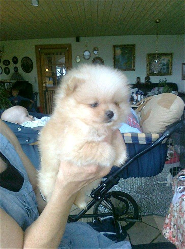 Pomeranian Malekits Lily Lola - Lily 6 uger billede 7