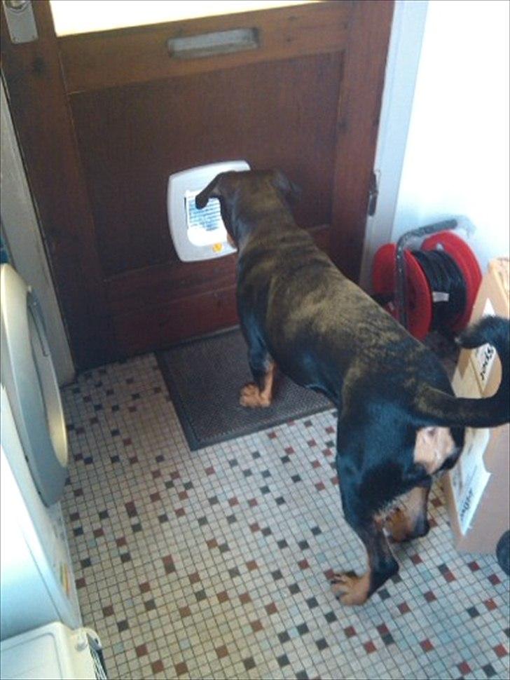 Rottweiler Samson - Kom nu ind dumme kat, vil bare sige hej billede 1