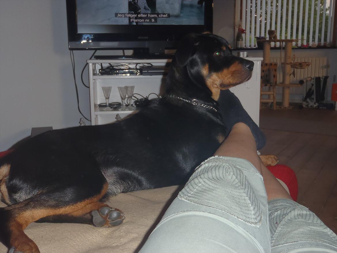 Rottweiler Samson - Hvor blev katten af? billede 2