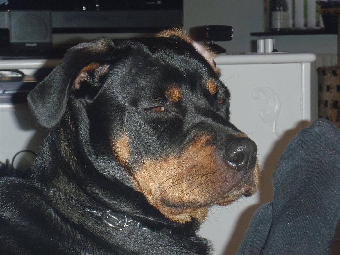 Rottweiler Samson - Årh sååå træææææt billede 3