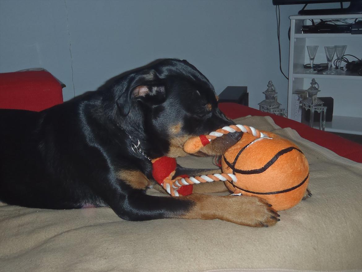 Rottweiler Samson billede 4