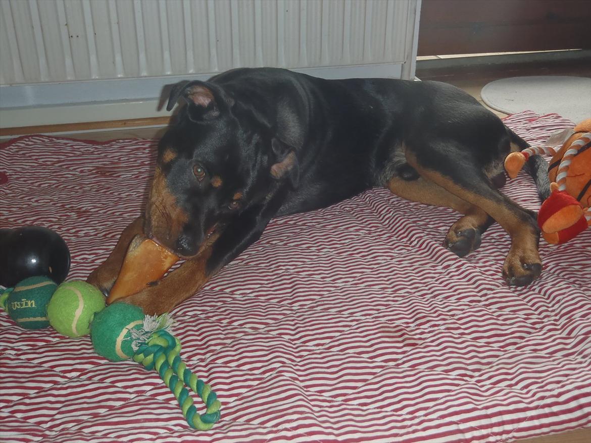 Rottweiler Samson billede 5