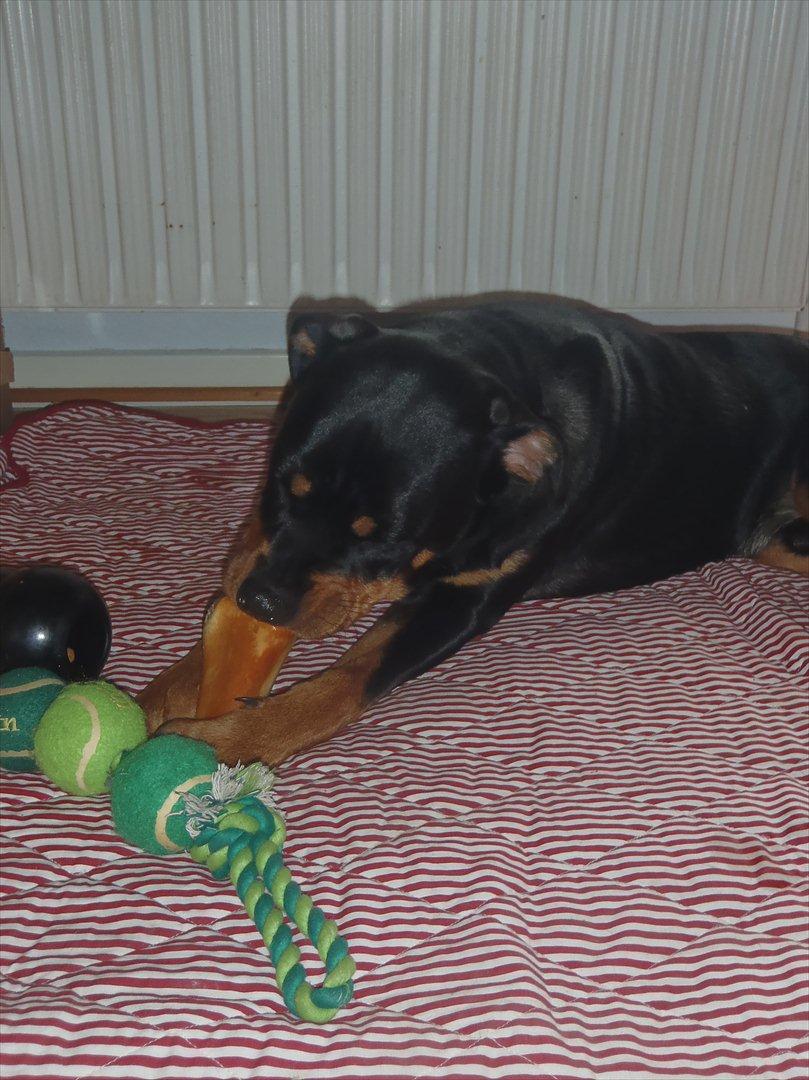 Rottweiler Samson billede 6