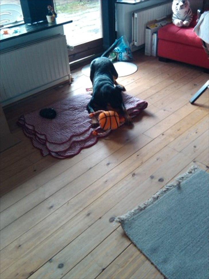 Rottweiler Samson billede 7