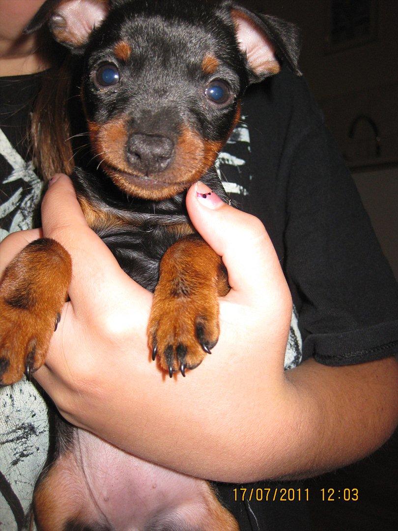 Dvaergpinscher Rødkildes Ferba billede 9