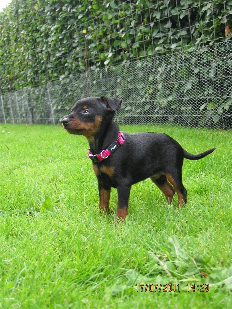 Dvaergpinscher Rødkildes Ferba billede 3
