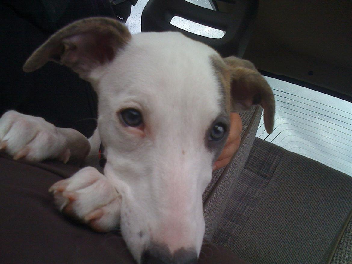Whippet Snehvid'e Freya - Da vi hentede hende :) billede 5