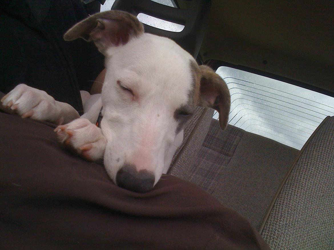 Whippet Snehvid'e Freya billede 13