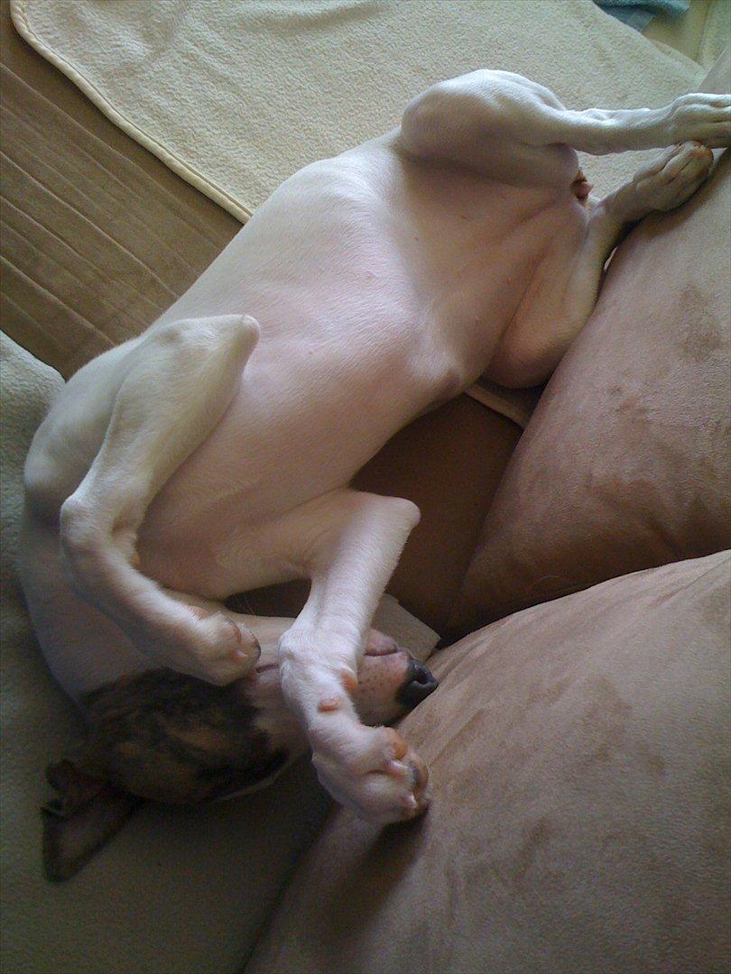 Whippet Snehvid'e Freya billede 9