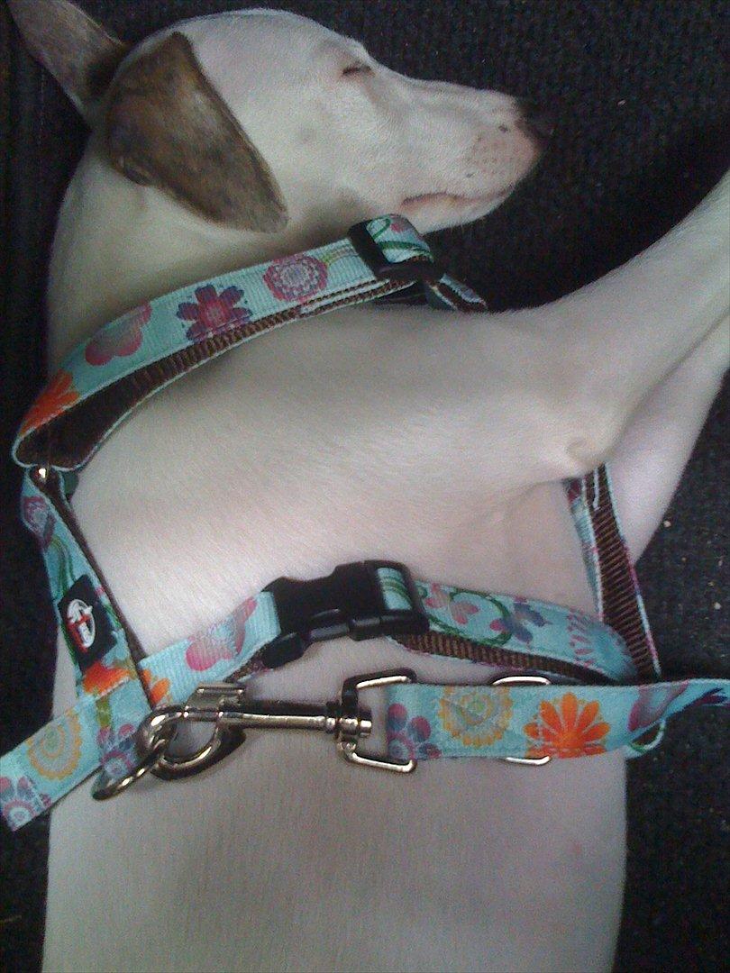 Whippet Snehvid'e Freya billede 7