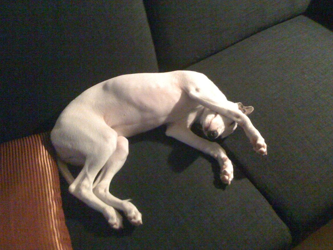 Whippet Snehvid'e Freya billede 6