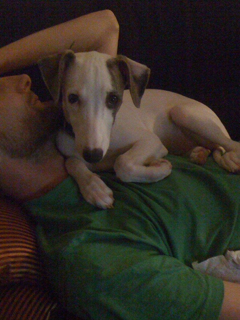 Whippet Snehvid'e Freya billede 8