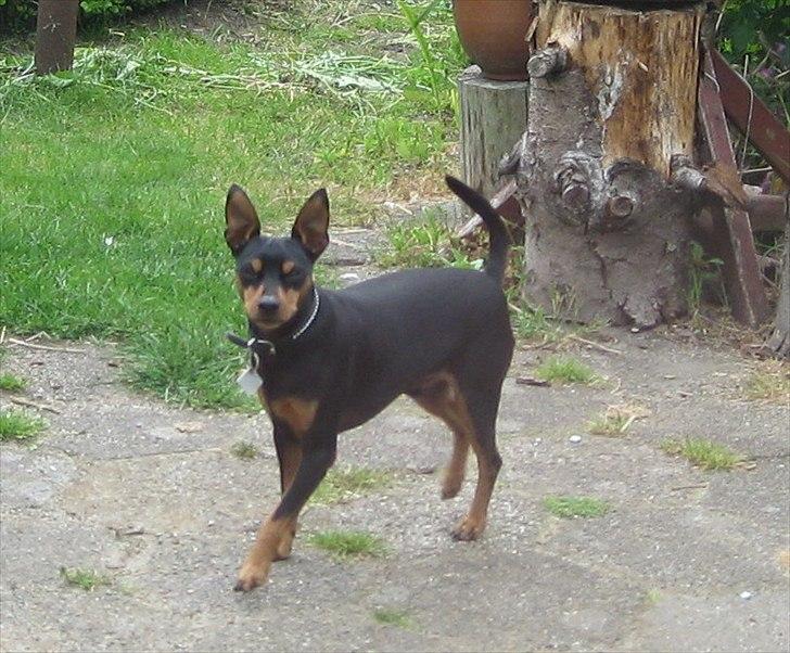 Dvaergpinscher Mushu - Flot, ikke?
Mushu, som voksen billede 1