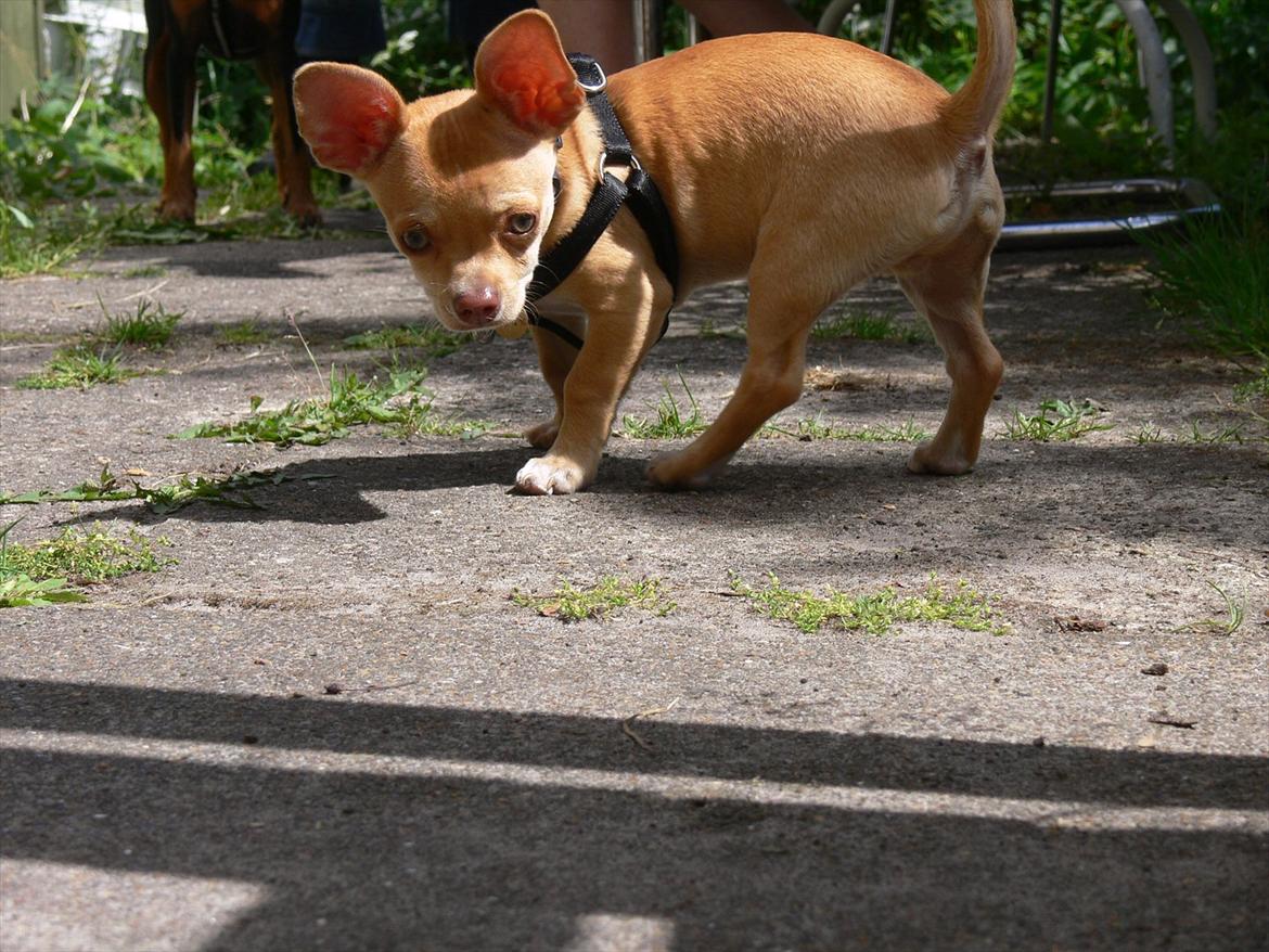Dvaergpinscher Mushu - Jeg holder øje med dig.
Roger, før han blev stor billede 2