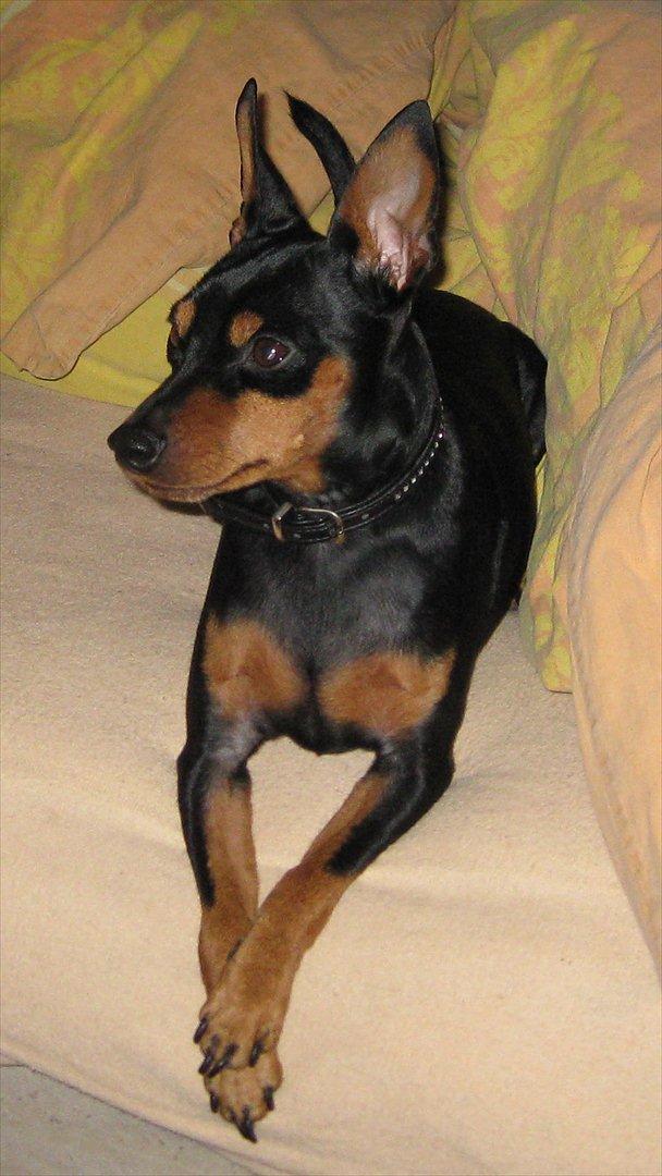 Dvaergpinscher Mushu billede 4