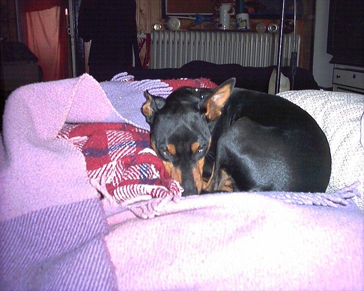 Dvaergpinscher Mushu - Næsten godnat billede 5