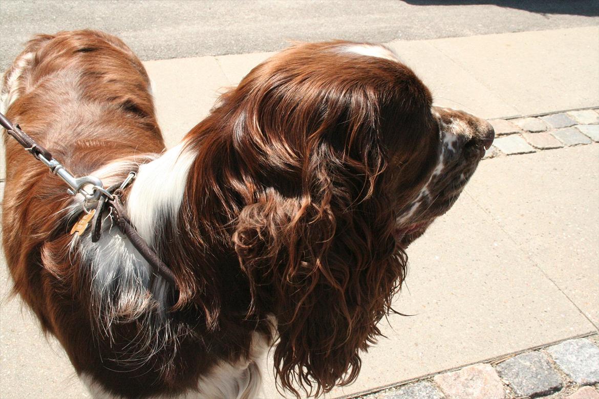 Engelsk springer spaniel Baloo *R.I.P* billede 16